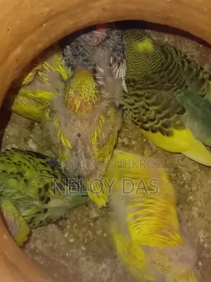 Lutino Budgie Baby