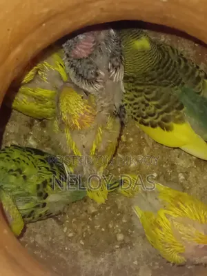 Lutino Budgie Baby