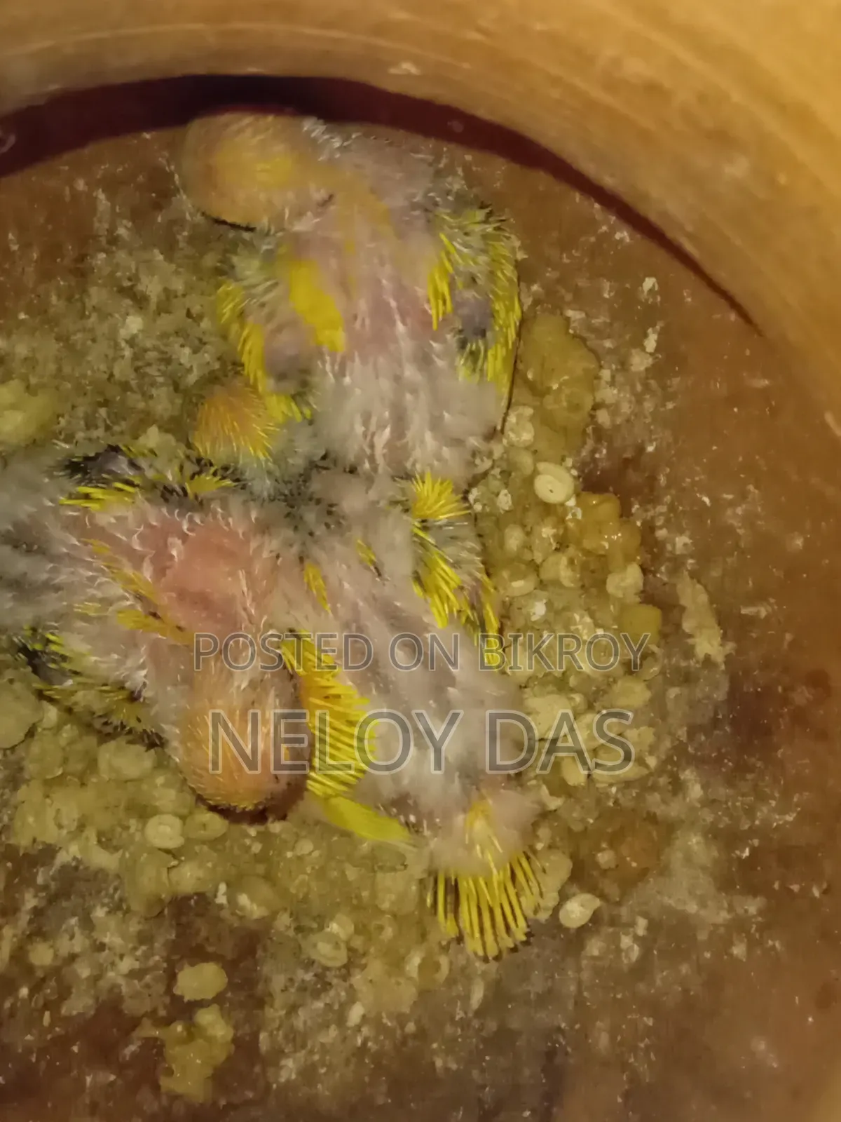 Lutino Budgie Baby