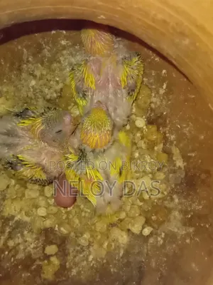 Lutino Budgie Baby