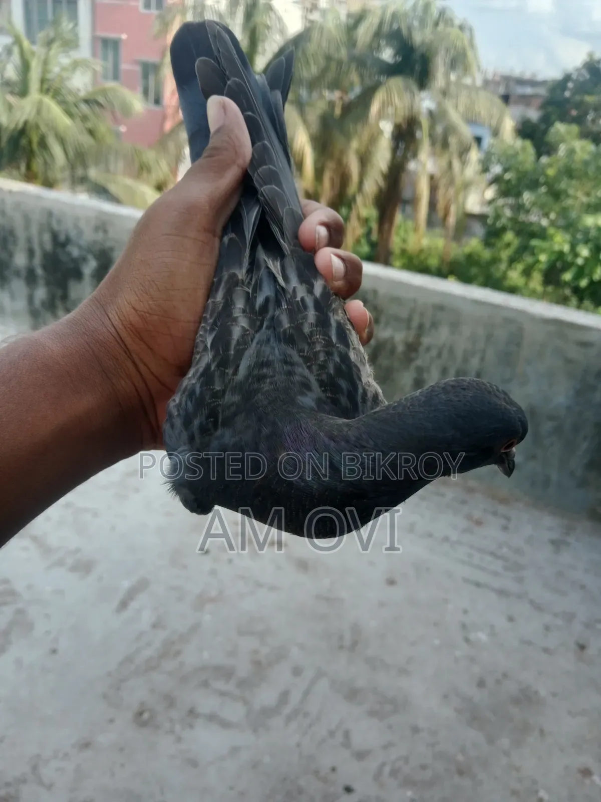 A Maski Jalali Pigeon Chick