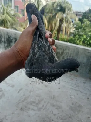 A Maski Jalali Pigeon Chick