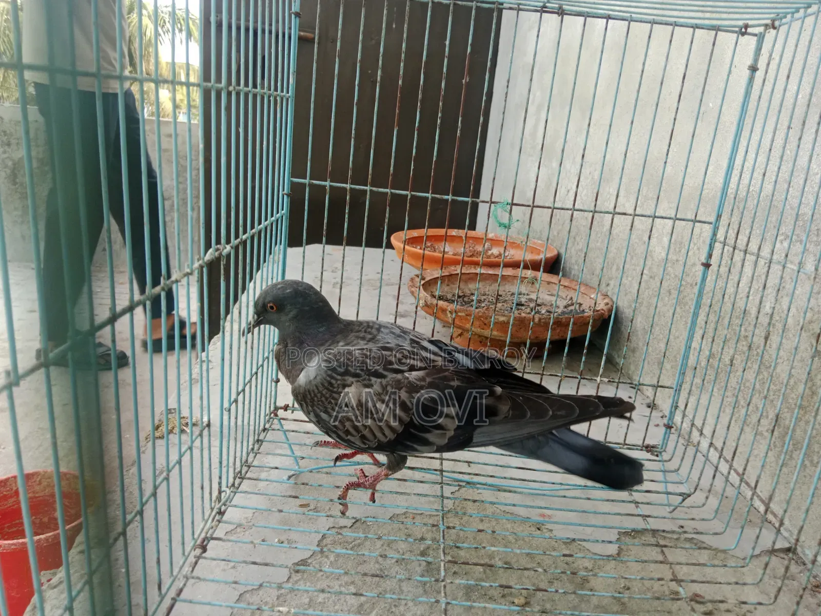 A Maski Jalali Pigeon Chick