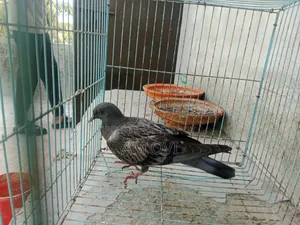 A Maski Jalali Pigeon Chick