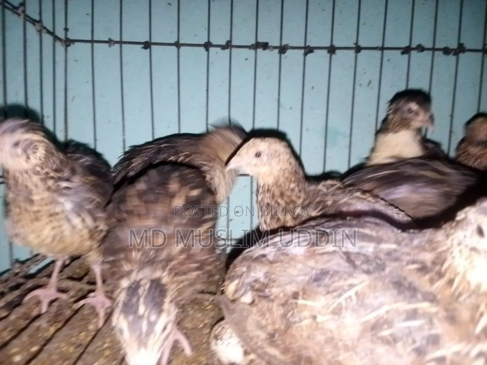 Quail Bird