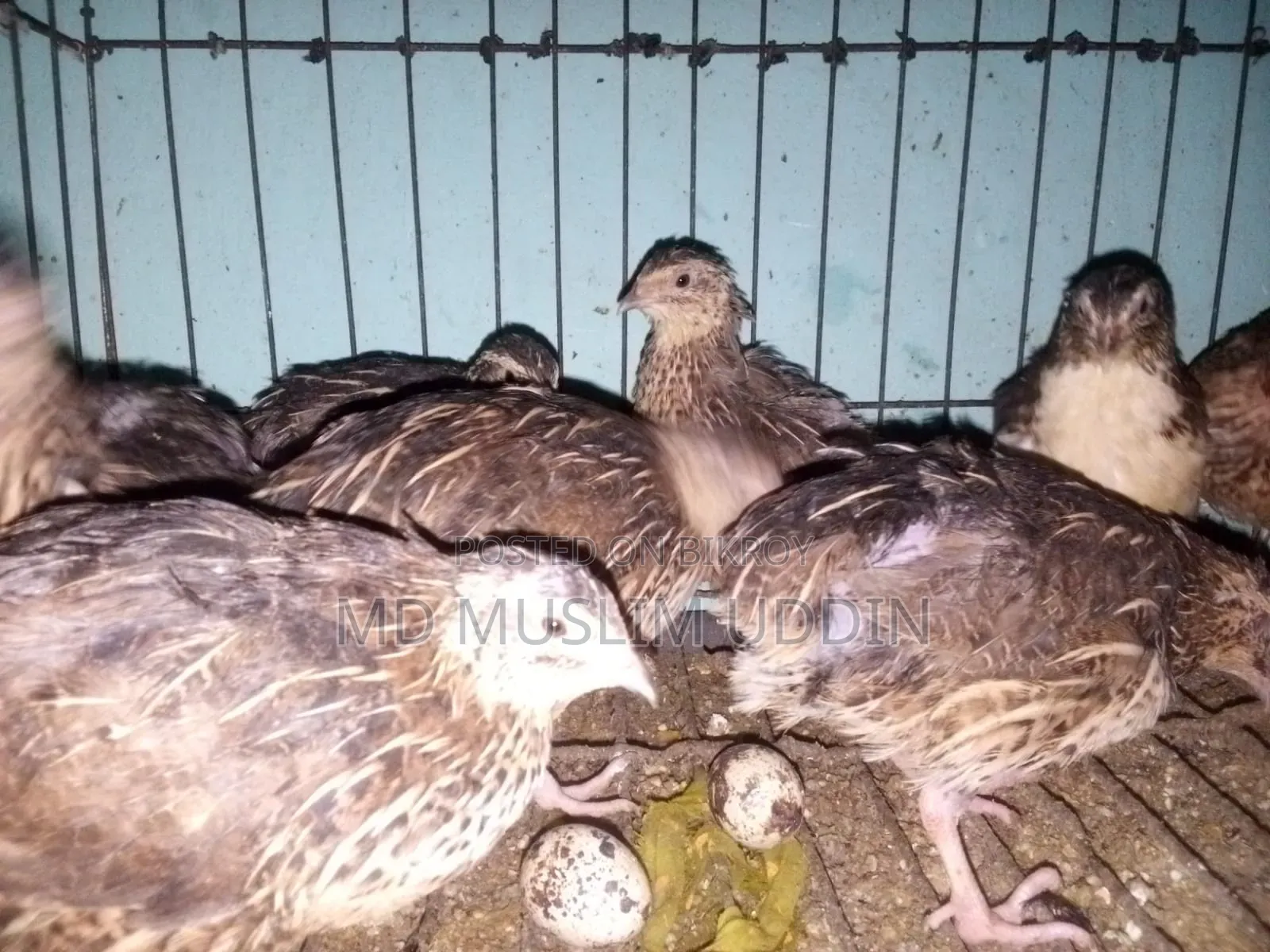 Quail Bird