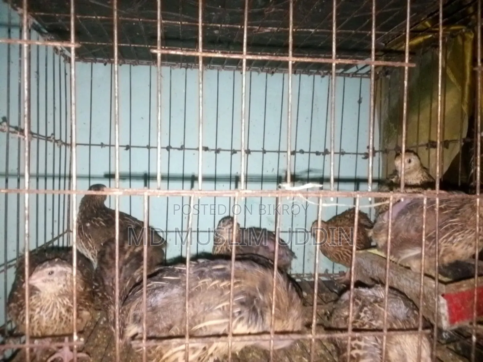 Quail Bird