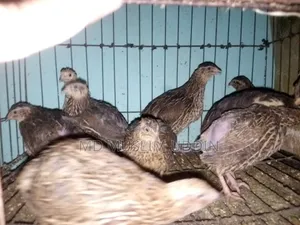 Quail Bird