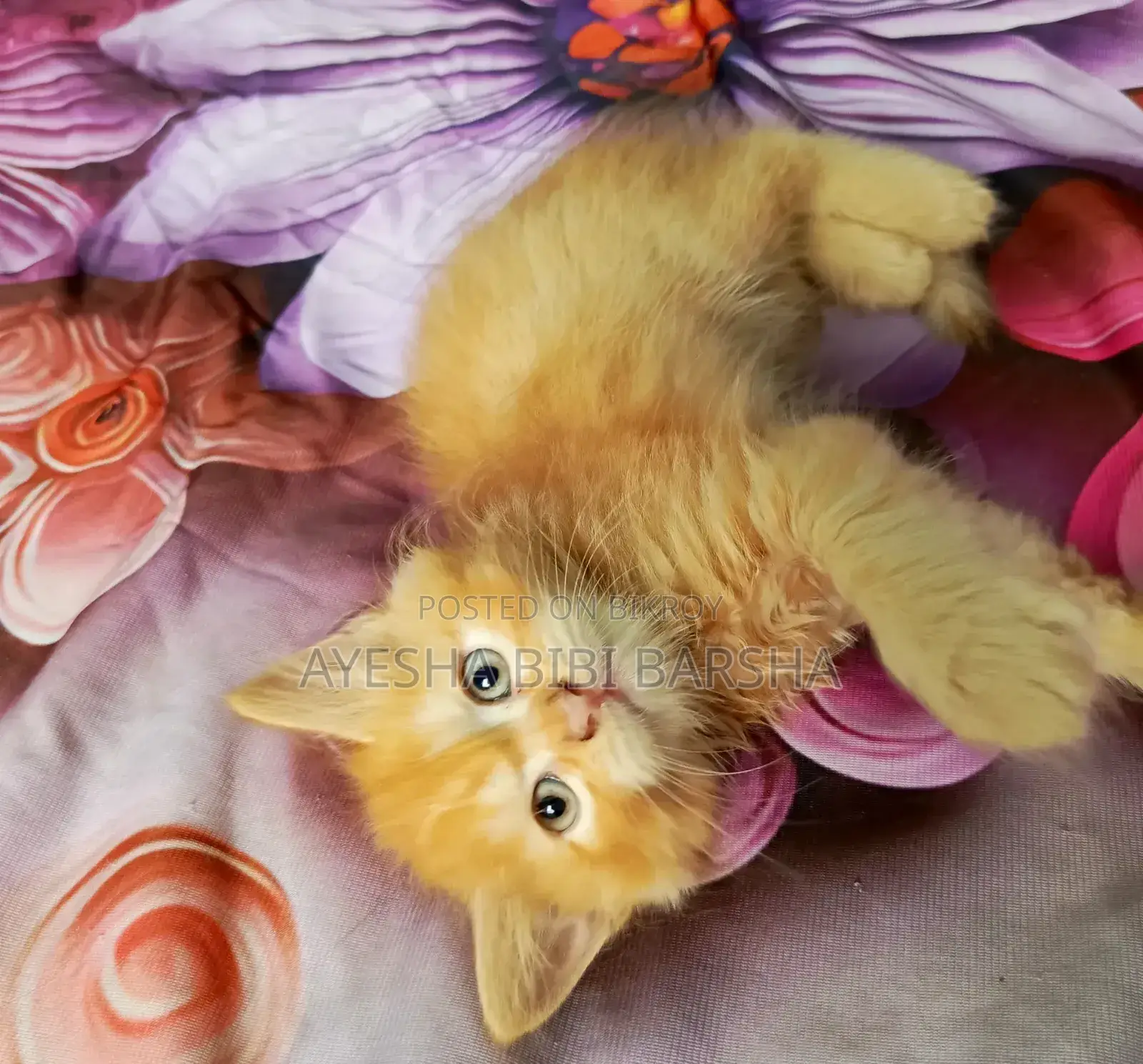 1-3 Months Male Purebred Persian