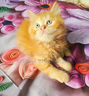 1-3 Months Male Purebred Persian