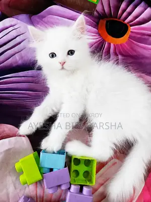 ১-৩ মাসের ফিমেল পিওর পার্সিয়ান