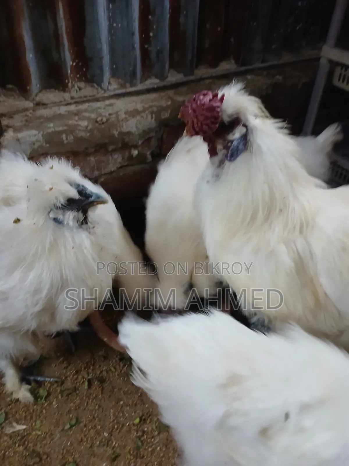 Running European Silkie Chicken