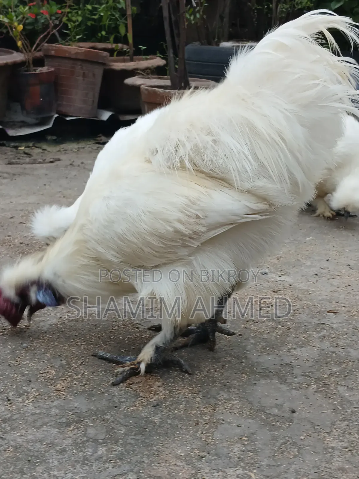 Running European Silkie Chicken