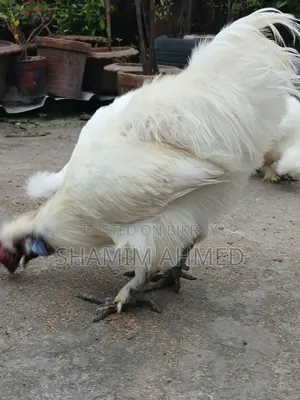 Running European Silkie Chicken
