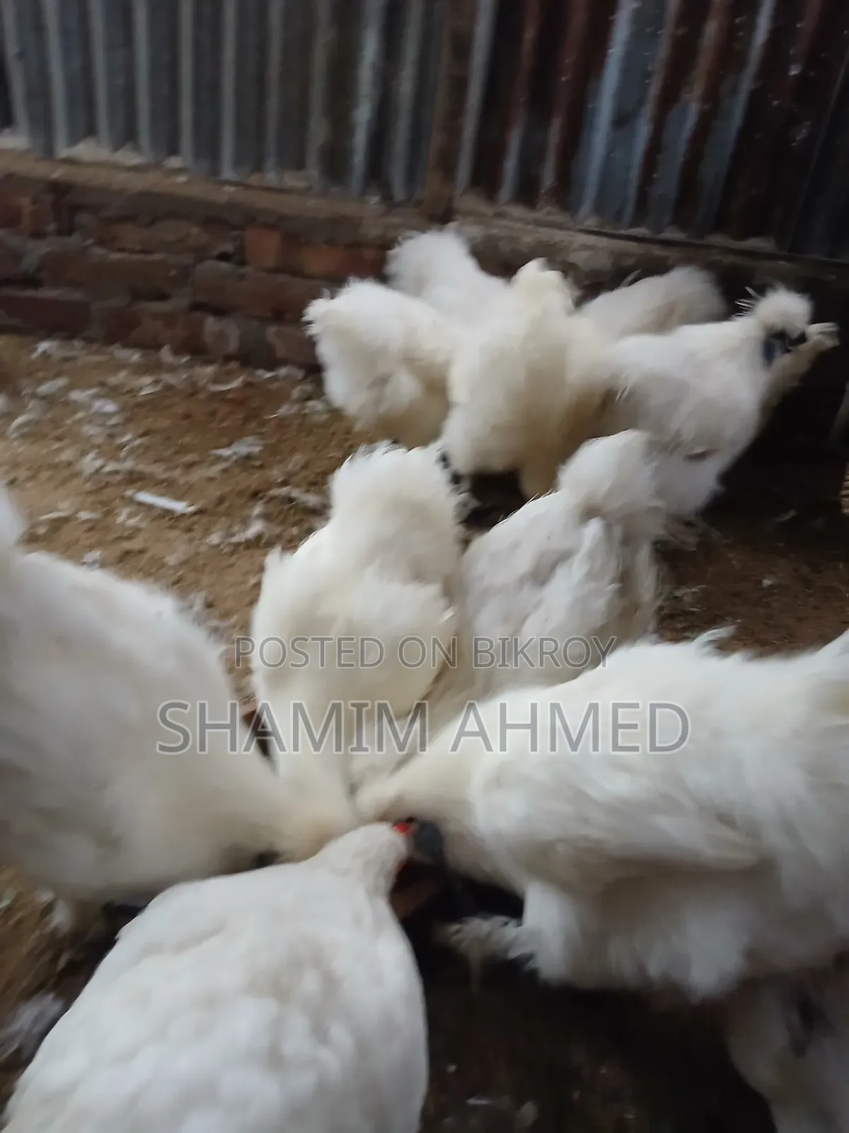 Running European Silkie Chicken