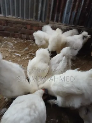 Running European Silkie Chicken