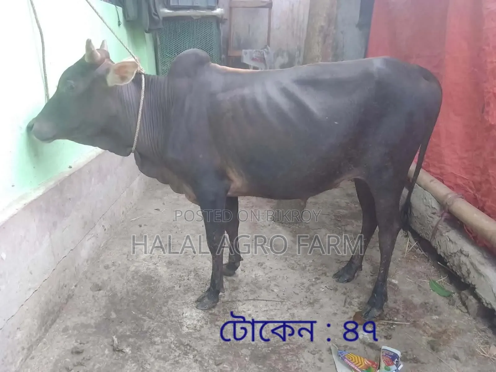 কুরবানির গরু