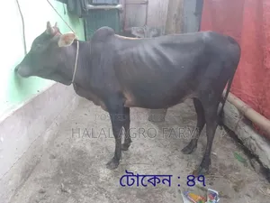 কুরবানির গরু
