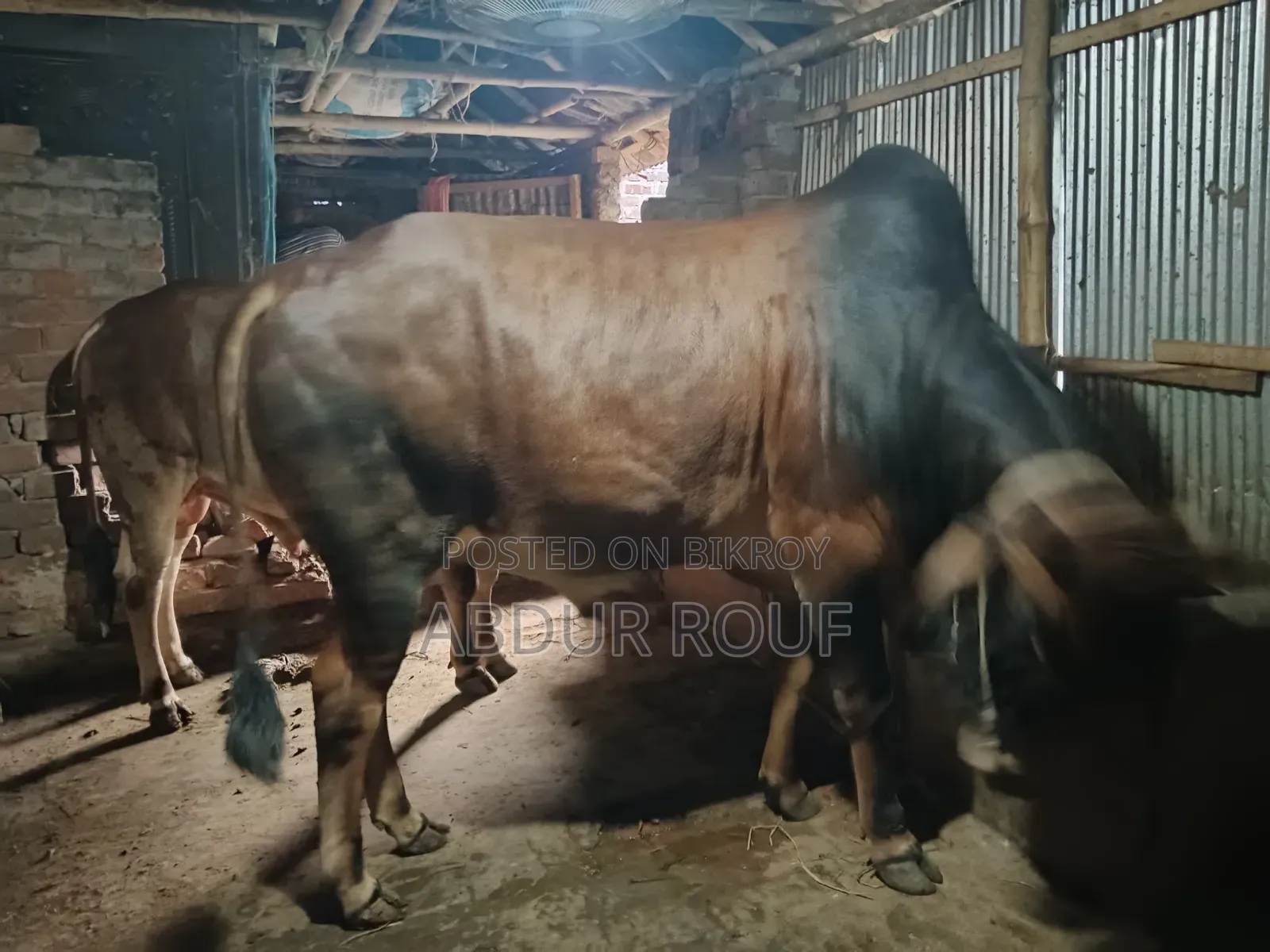 কোরবানির গরু বিক্রি হবে
