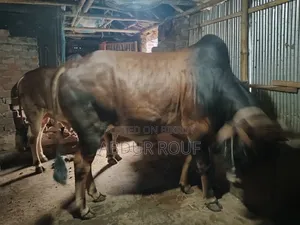 কোরবানির গরু বিক্রি হবে