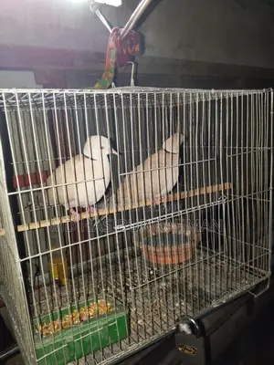 Pair of Dove birds for sale