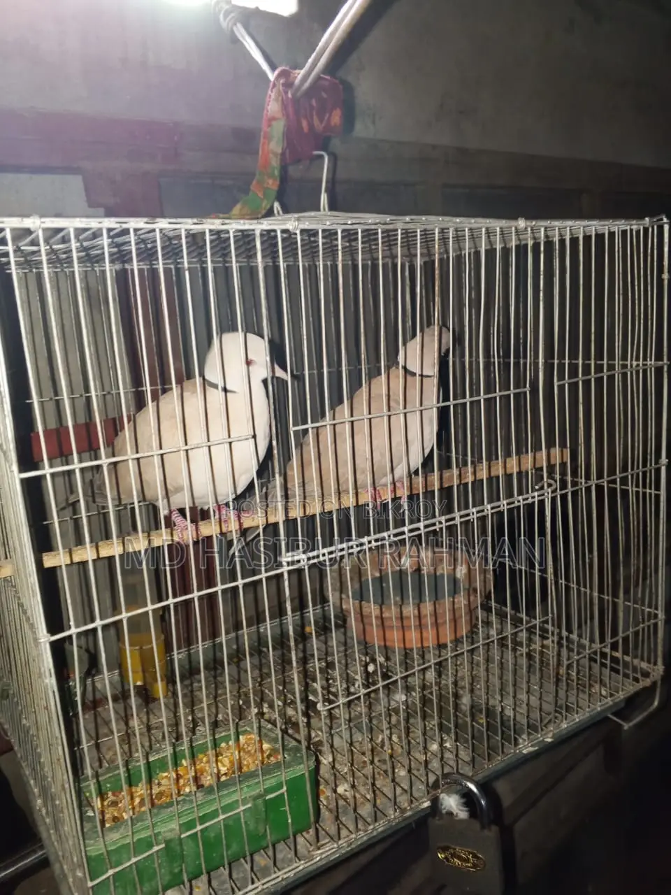 Pair of Dove birds for sale