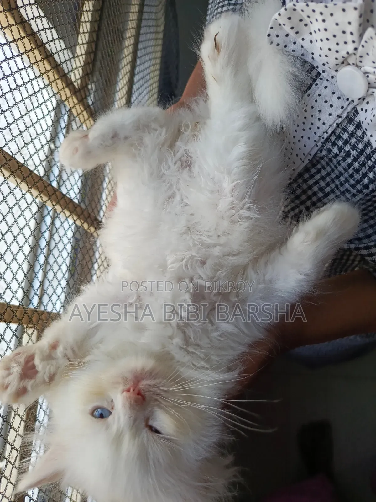 1-3 Months Male Purebred Persian