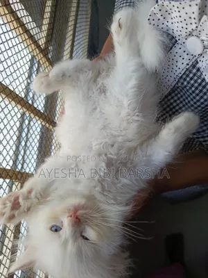 1-3 Months Male Purebred Persian