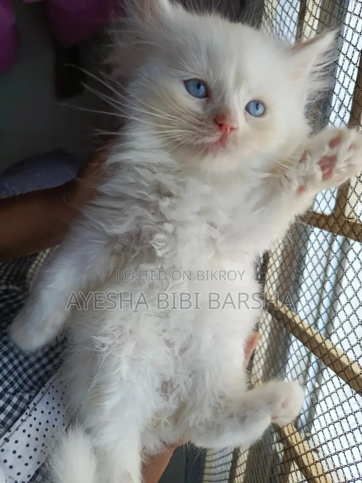 1-3 Months Male Purebred Persian