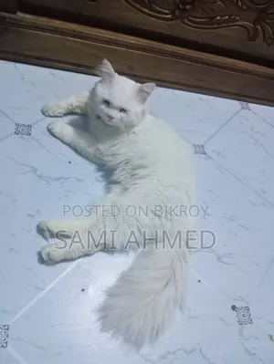 1+ Year Male Purebred Persian Cat