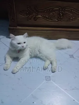 1+ Year Male Purebred Persian Cat