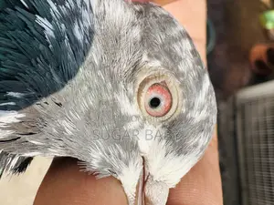 Pakistani Running Pigeons