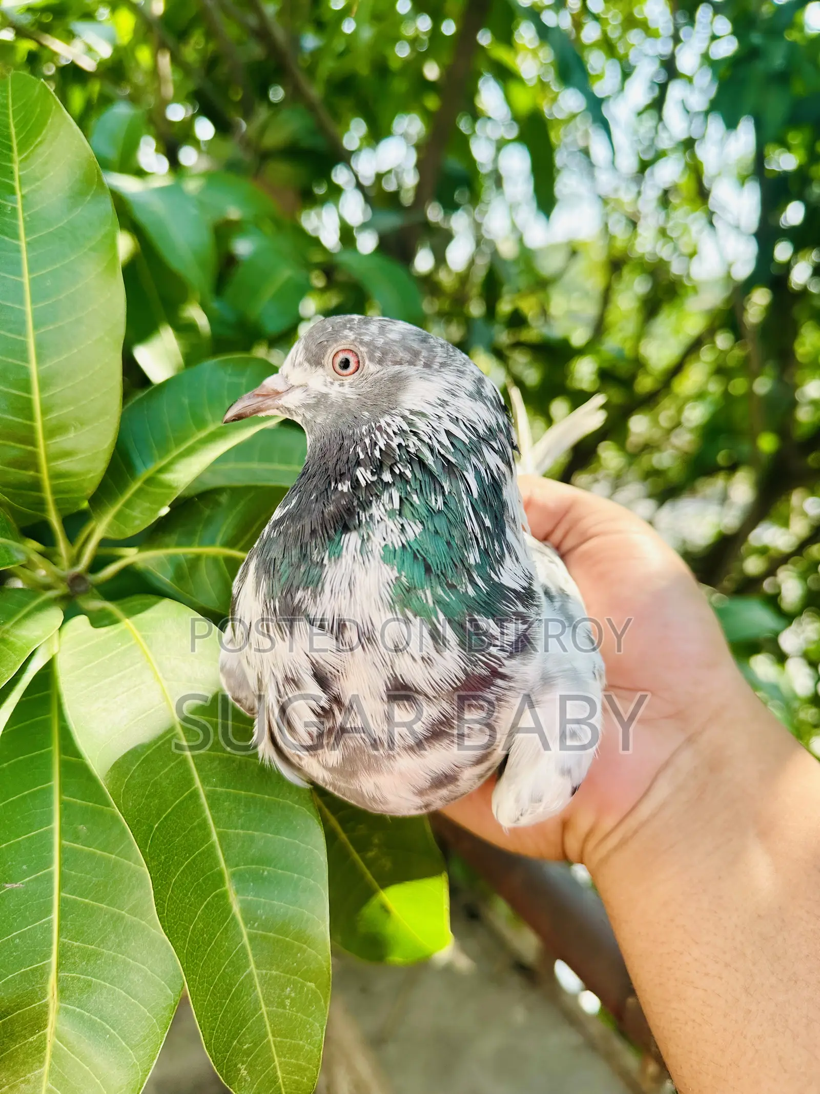 Pakistani Running Pigeons