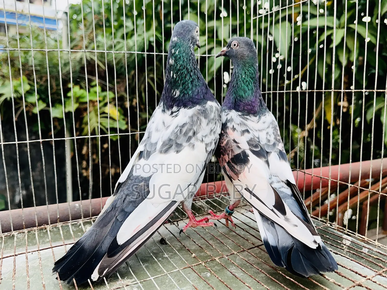 Pakistani Running Pigeons