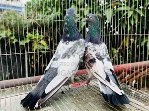 Pakistani Running Pigeons