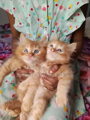 1-3 Months Male Purebred Persian