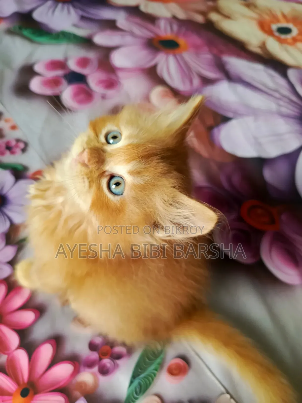 1-3 Months Male Purebred Persian
