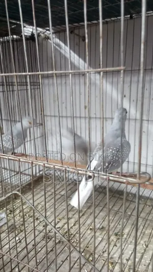 Diamond Dove Female