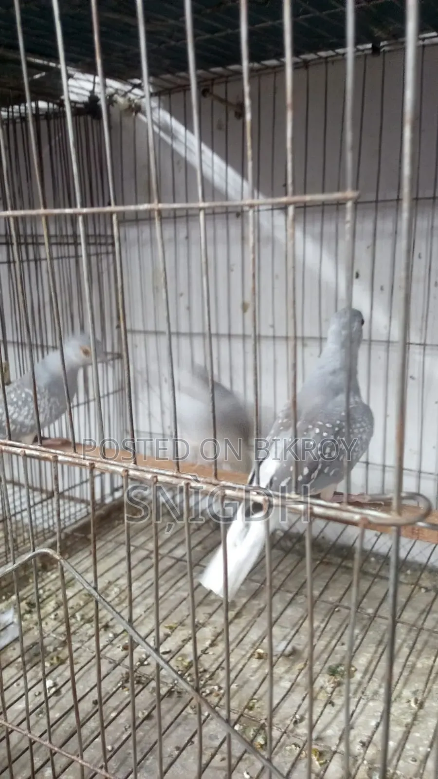 Diamond Dove Female