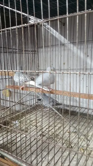 Diamond Dove Female