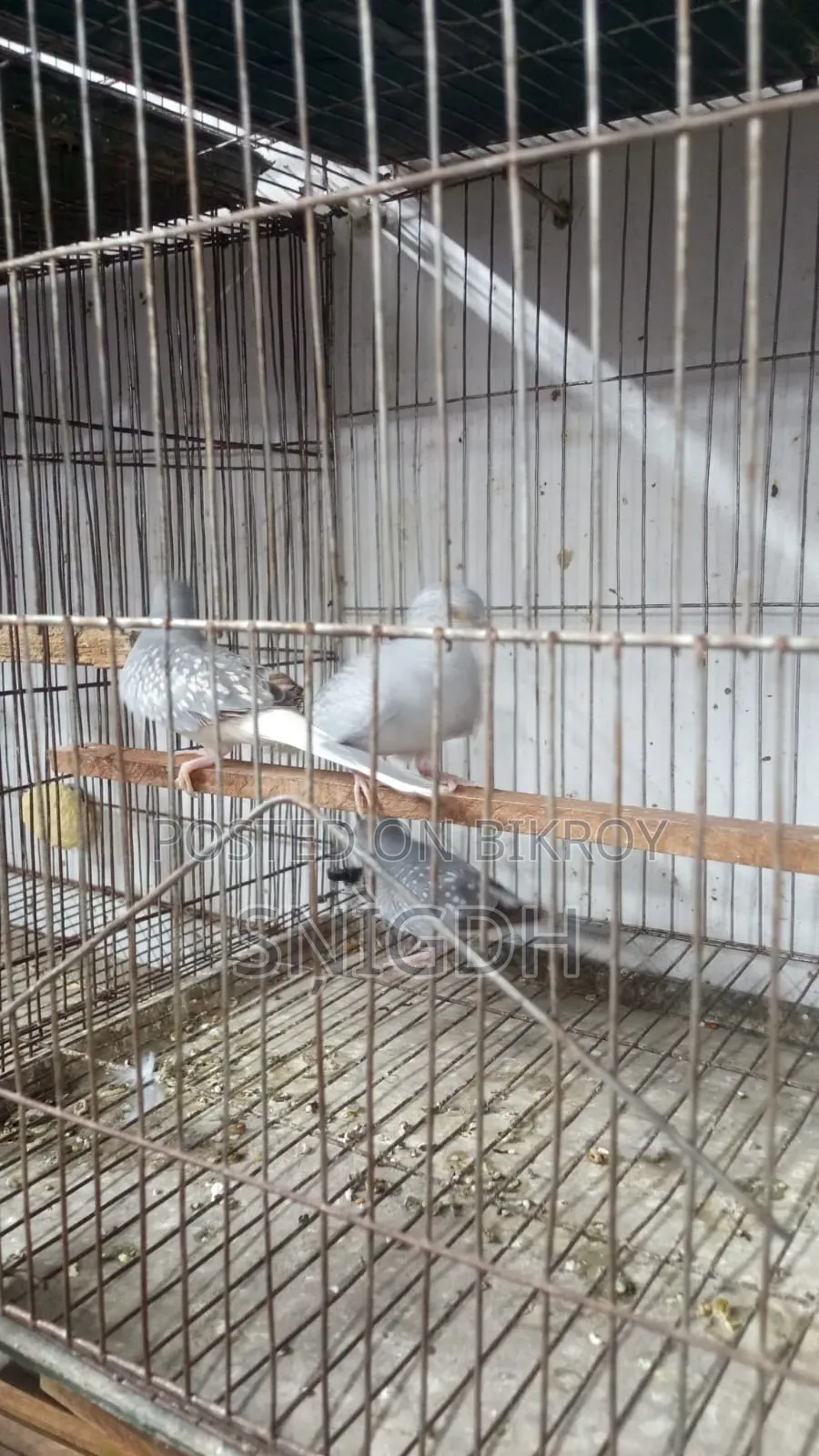 Diamond Dove Female