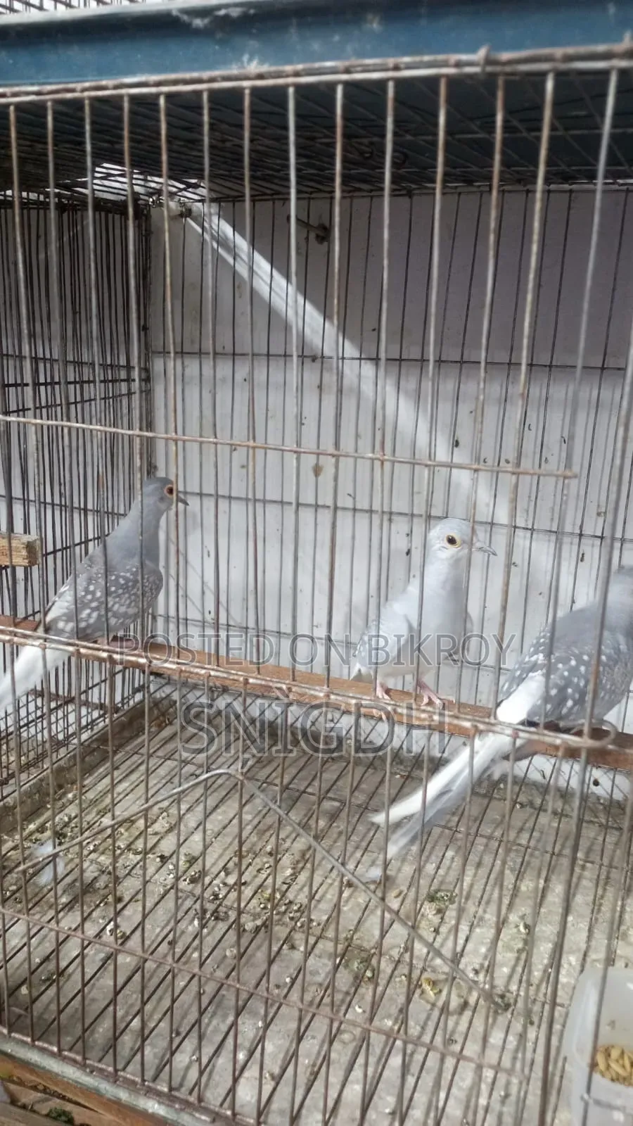 Diamond Dove Female