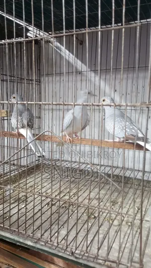 Diamond Dove Female