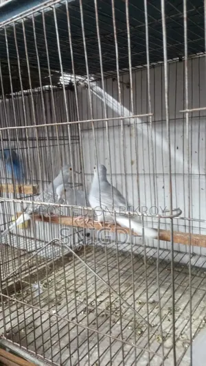Diamond Dove Female