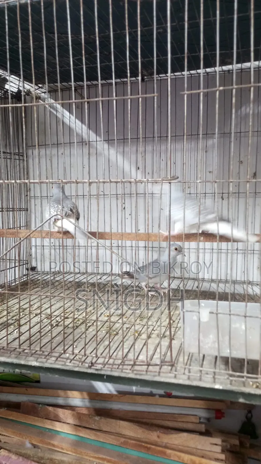 Diamond Dove Female