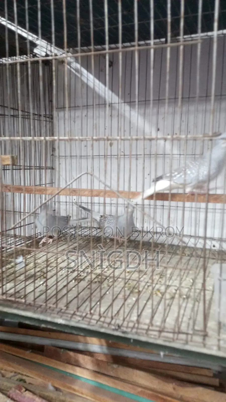 Diamond Dove Female