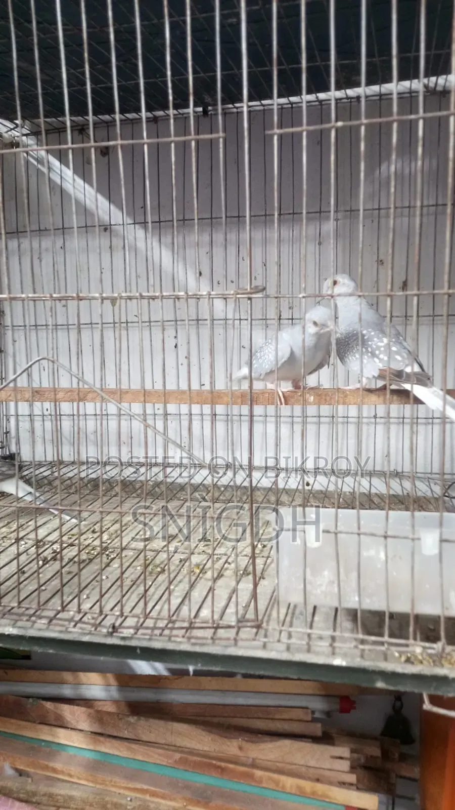 Diamond Dove Female
