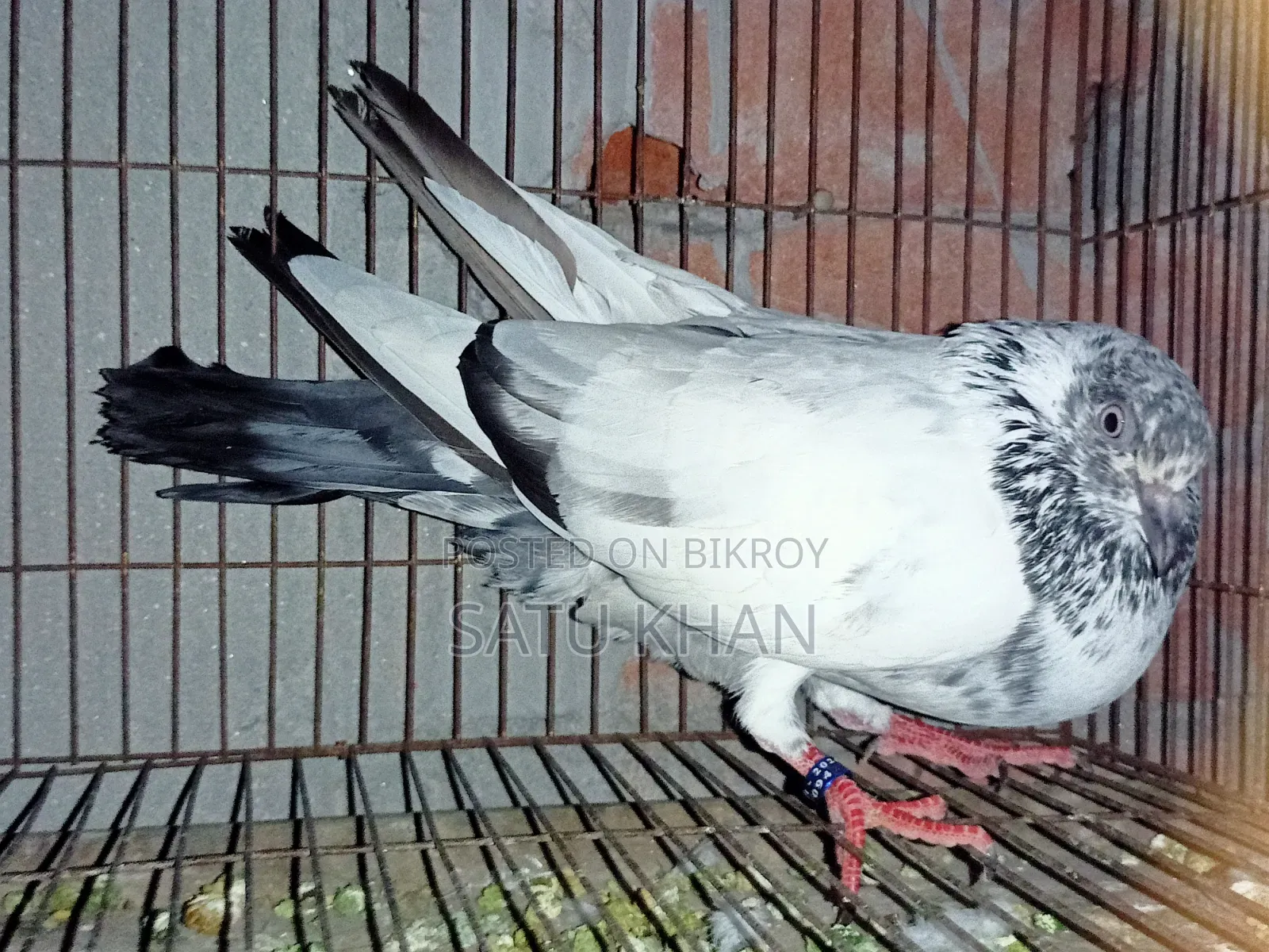 Golden Pigeon. Male