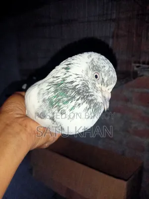 Golden Pigeon. Male