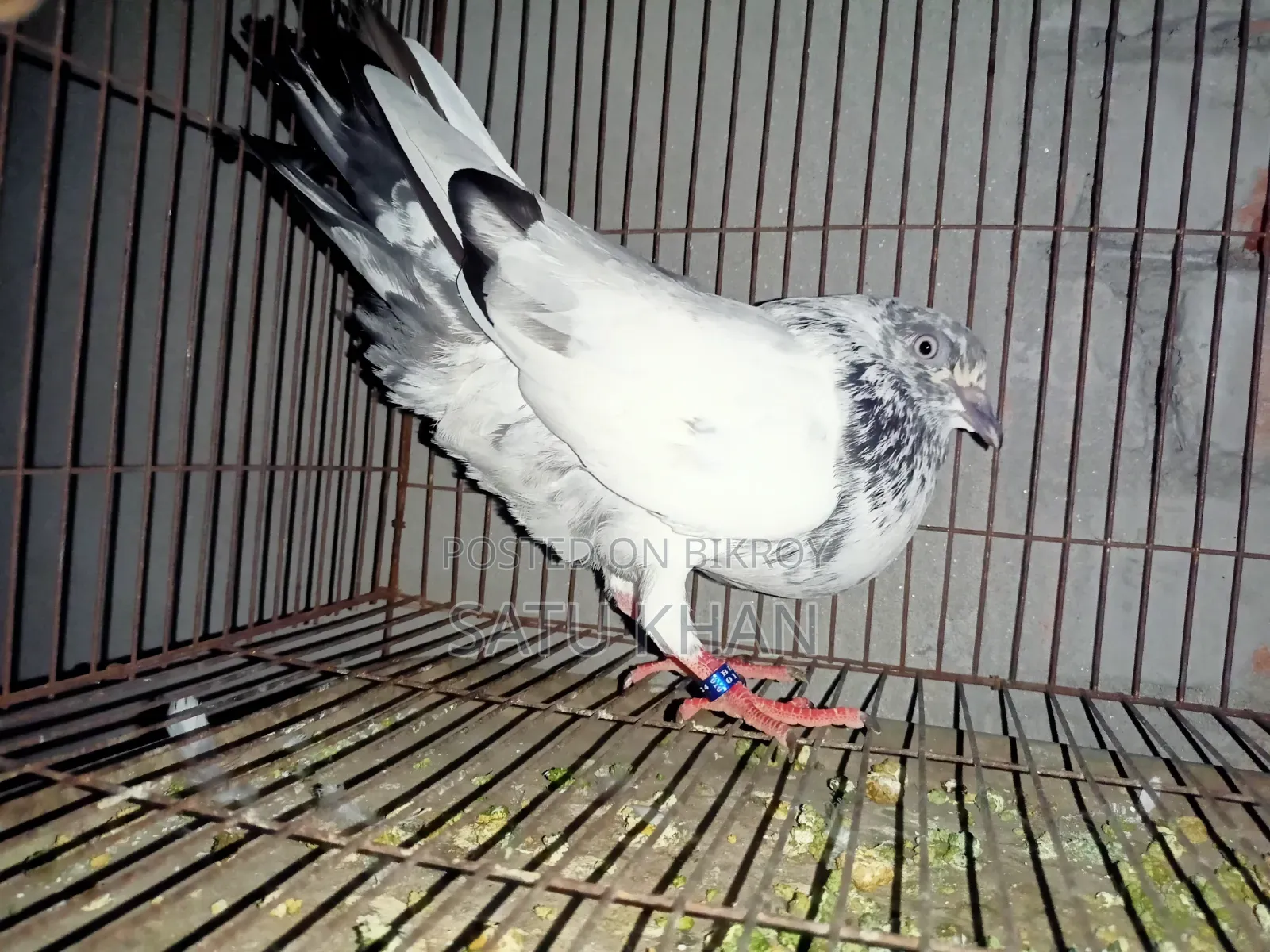 Golden Pigeon. Male